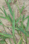 Broadleaf signalgrass